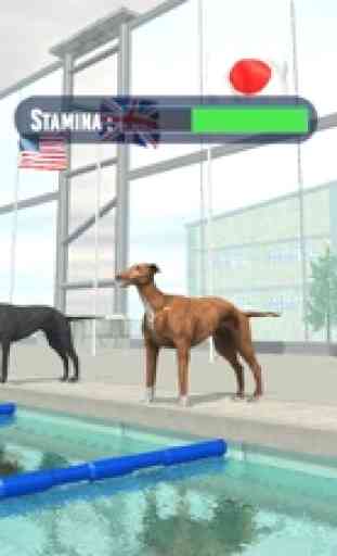 Raza de natación del perro 1