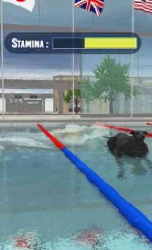 Raza de natación del perro 4
