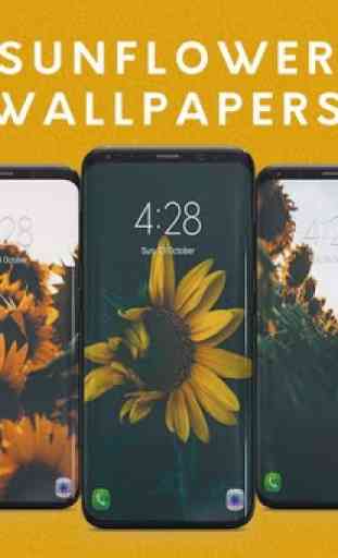 Sunflower Wallpapers 1