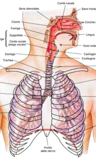 Anatomía Humana 4