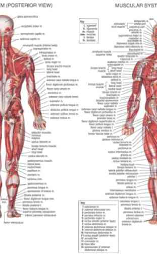 Anatomía humana 2