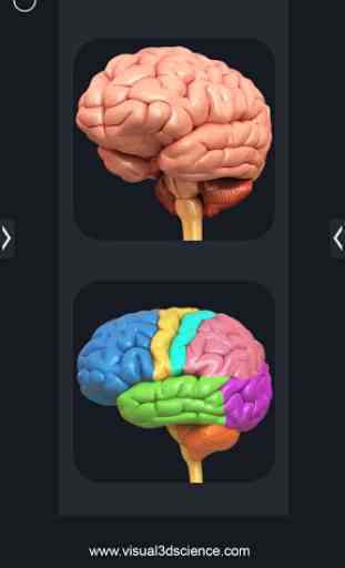 My Brain Anatomy 2
