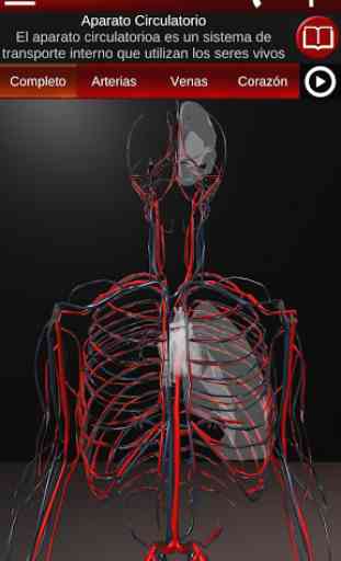Sistema Circulatorio en 3D (Anatomia) 1
