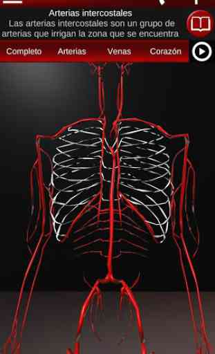Sistema Circulatorio en 3D (Anatomia) 4