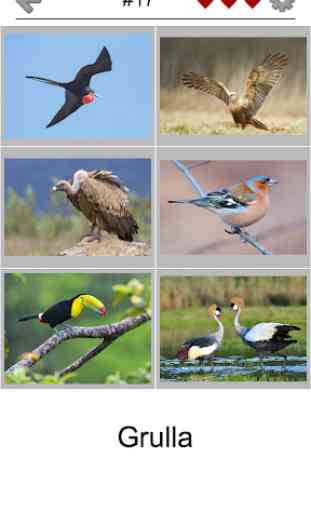 Aves del mundo - La prueba de los pájaros famosos 2