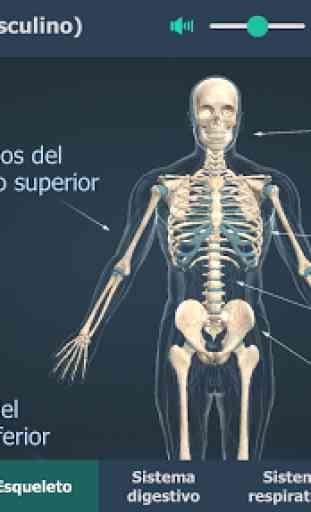 El cuerpo humano (masculino) en 3D educativo 3