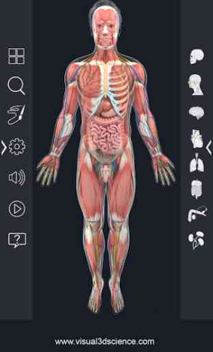 Human Anatomy 3
