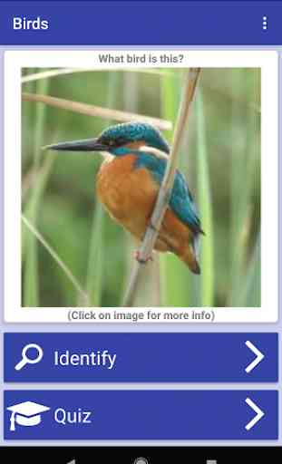 Bird Identifier 1