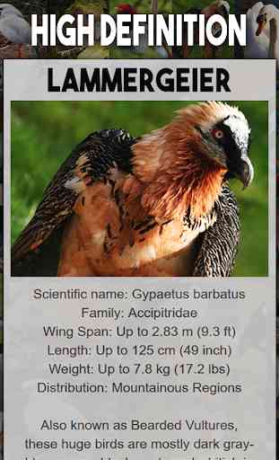 Enciclopedia de Aves 4
