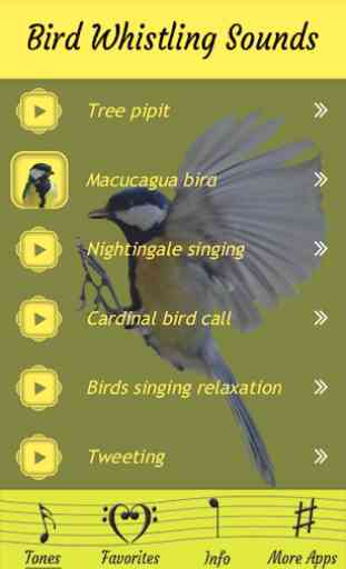 Sonidos silbantes de pájaros 3