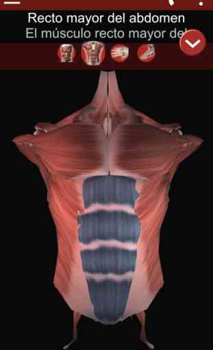 Sistema Muscular 3D (Anatomía) 2
