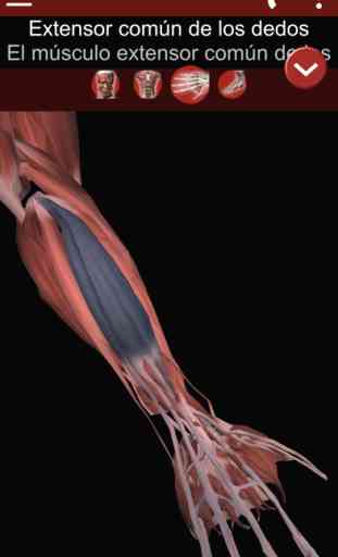 Sistema Muscular 3D (Anatomía) 3