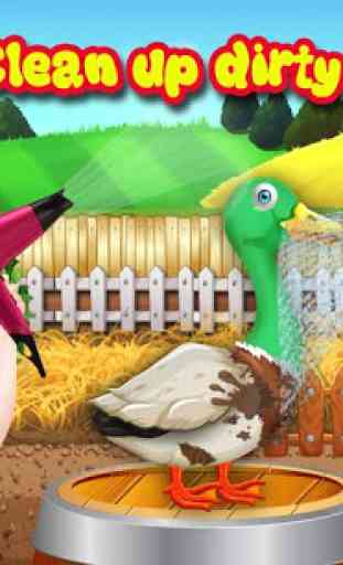 Cría de patos: huevos y avicultura de aves 4