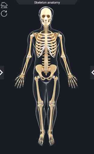 My Skeleton Anatomy 2