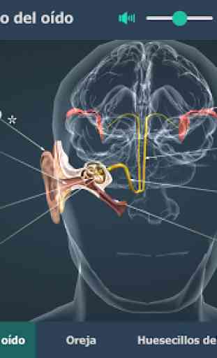 La oreja y el mecanismo del oído en 3D educativo 1