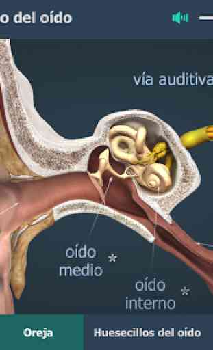 La oreja y el mecanismo del oído en 3D educativo 2
