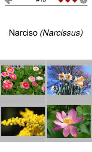 Flores: Prueba botánica sobre las plantas hermosas 2