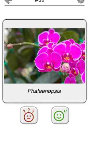 Flores: Prueba botánica sobre las plantas hermosas 4