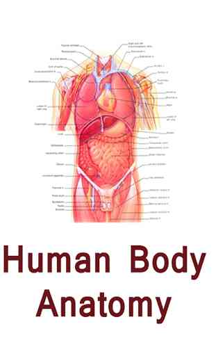 Human body anatomy tips hindi 3