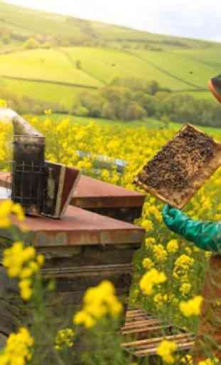 Apicultura, abejas y miel ecológica. Apicultor 1