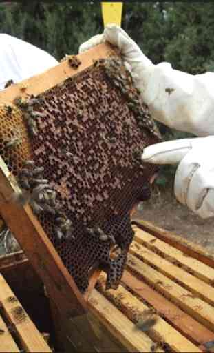 Aprender apicultura. Apicultura paso a paso 1