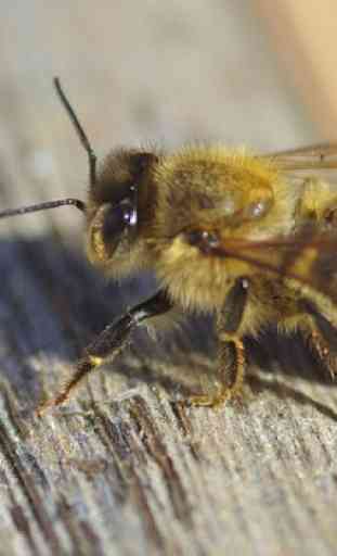 Cuadros de abeja 3