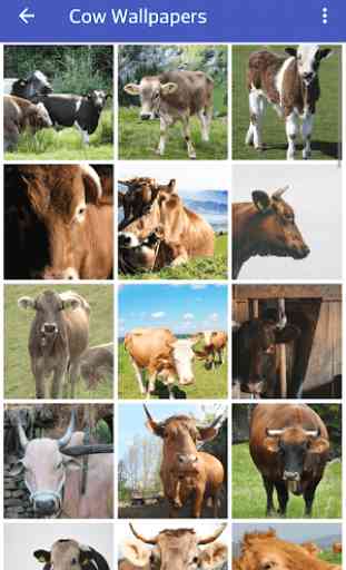 imagenes de vacas 2