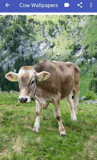 imagenes de vacas 3