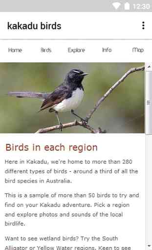 Kakadu Birds 3
