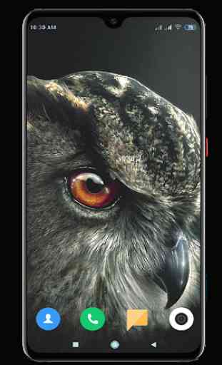 Owl Wallpaper HD 1