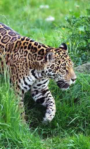 Fondos de pantalla de jaguar 1