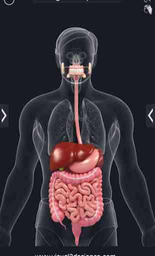 Digestive System 2