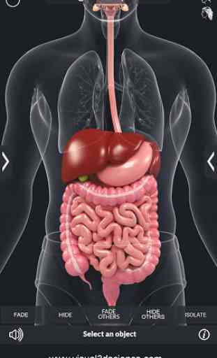Digestive System 3