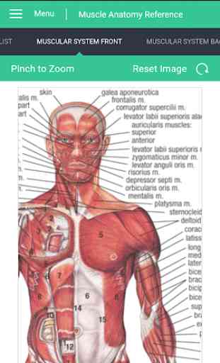 Muscle Anatomy Reference Guide 2
