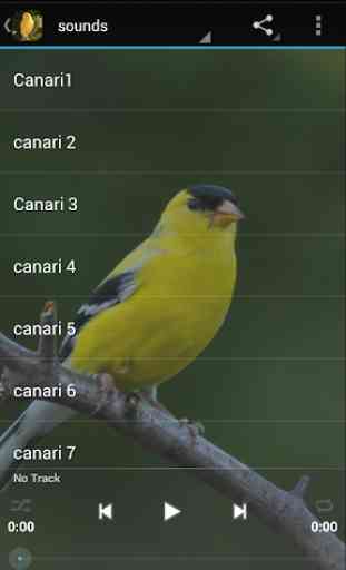canarios sonidos 1