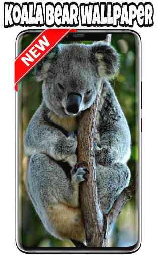 fondos de pantalla de koalas 2