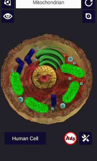 3D Cell + 1