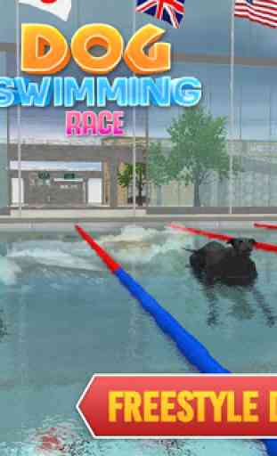 Perros de mascota nadando carrera 3
