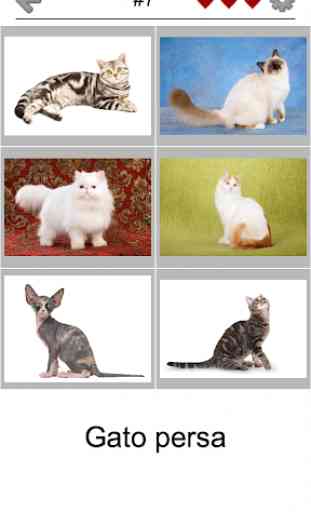 Gatos - Prueba acerca de todas las razas populares 4