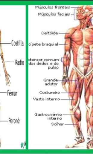 Anatomia Humana en 3D. El cuerpo humano 1