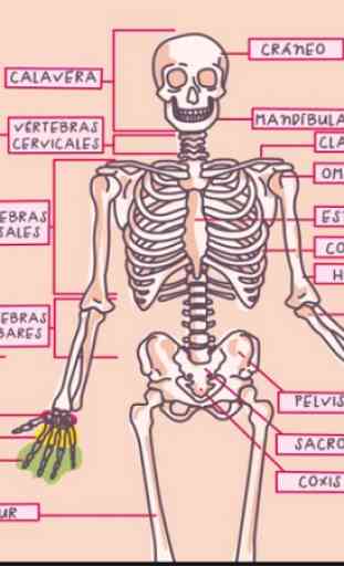 Anatomia Humana en 3D. El cuerpo humano 2