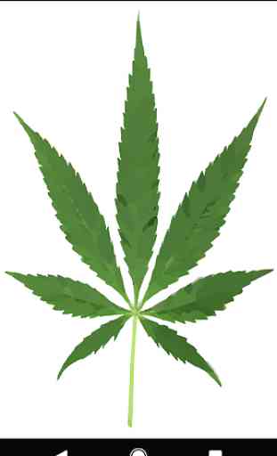 Medical Marijuana 3