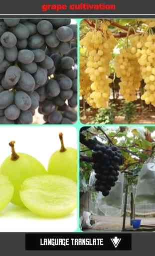 cultivo de uva 2
