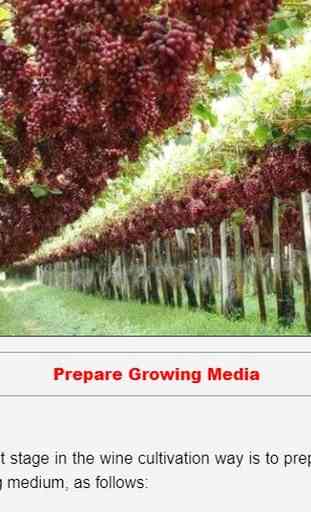 cultivo de uva 3