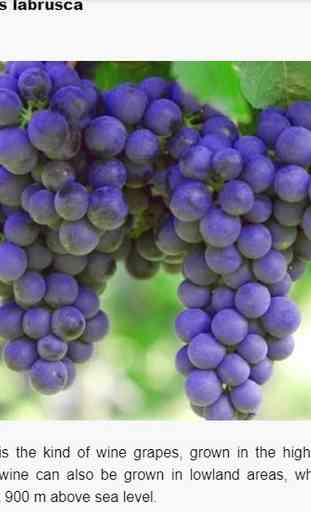 cultivo de uva 4
