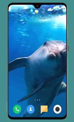 Dolphin Wallpaper HD 2