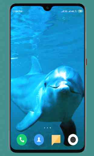 Dolphin Wallpaper HD 3