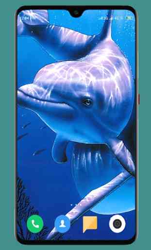 Dolphin Wallpaper HD 4