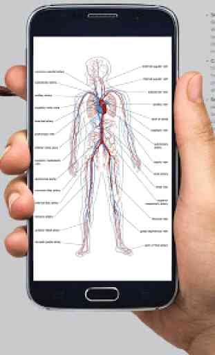 3D Human Anatomy - Human Organs, Bones & Skeleton 1