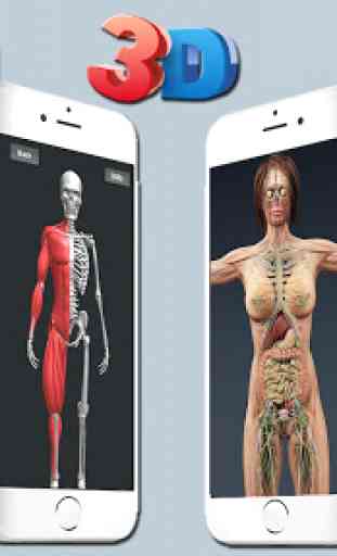 3D Human Anatomy - Human Organs, Bones & Skeleton 3